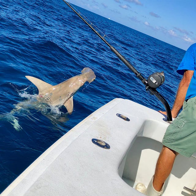 Shark Fishing Charter - Ponce Fish Network