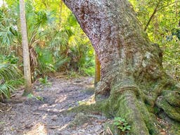 Brevard County Enchanted Forest Sanctuary